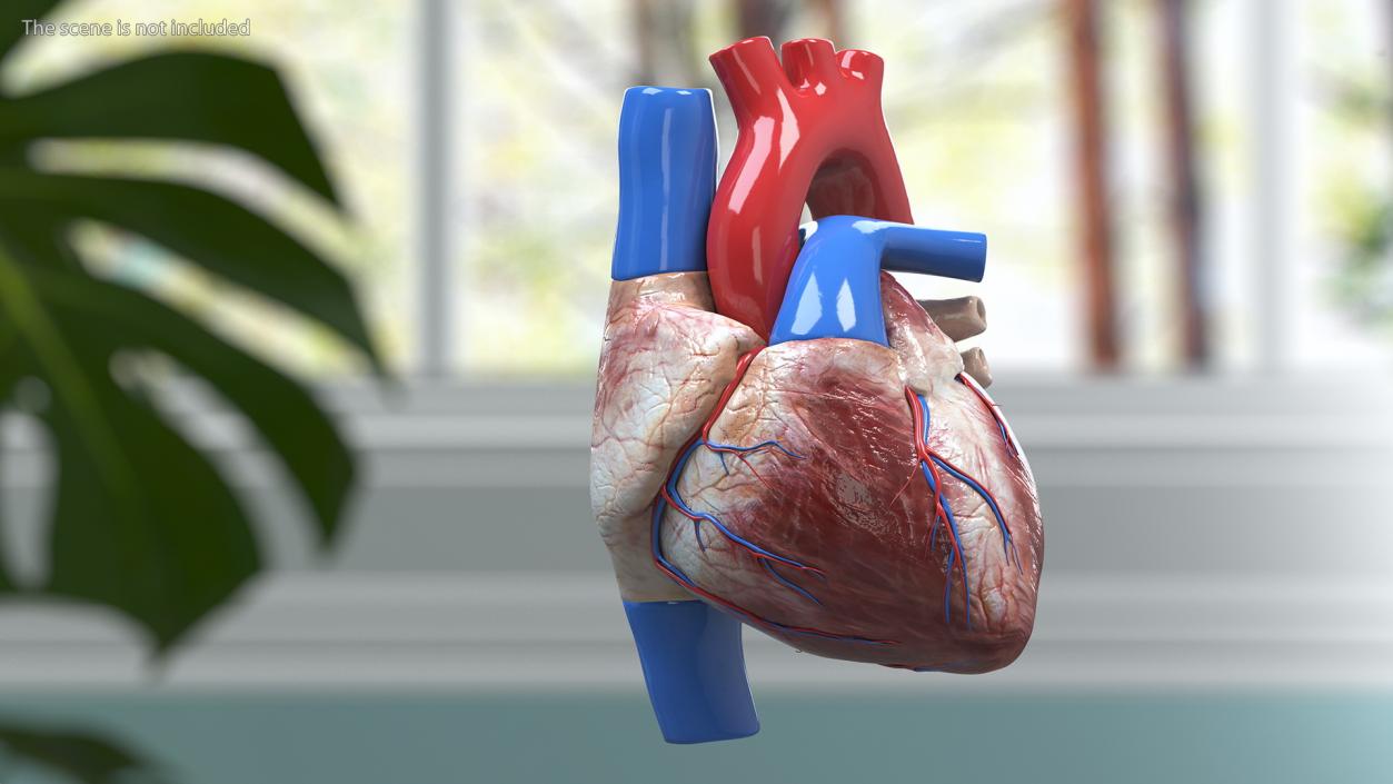 Boy Heart 3D model