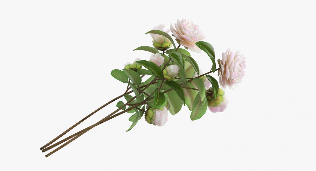 3D model White Camellia Bouquet in Vase