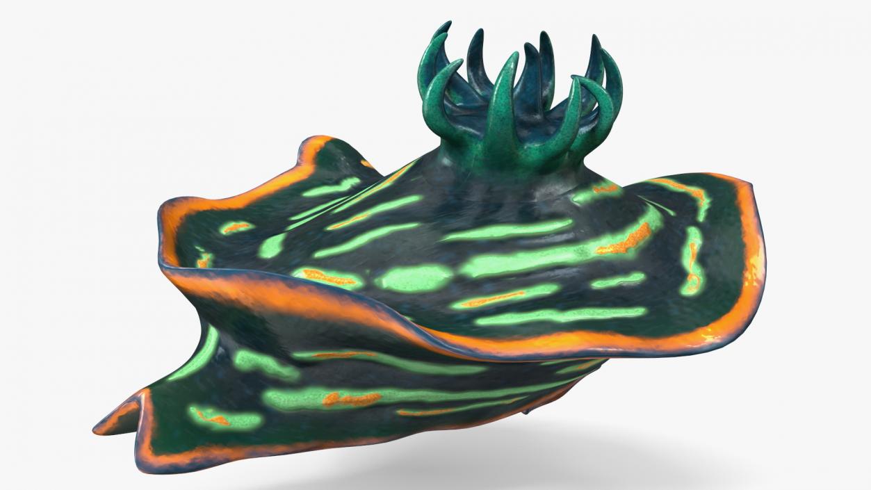 3D Kubaryana Sea Slug model