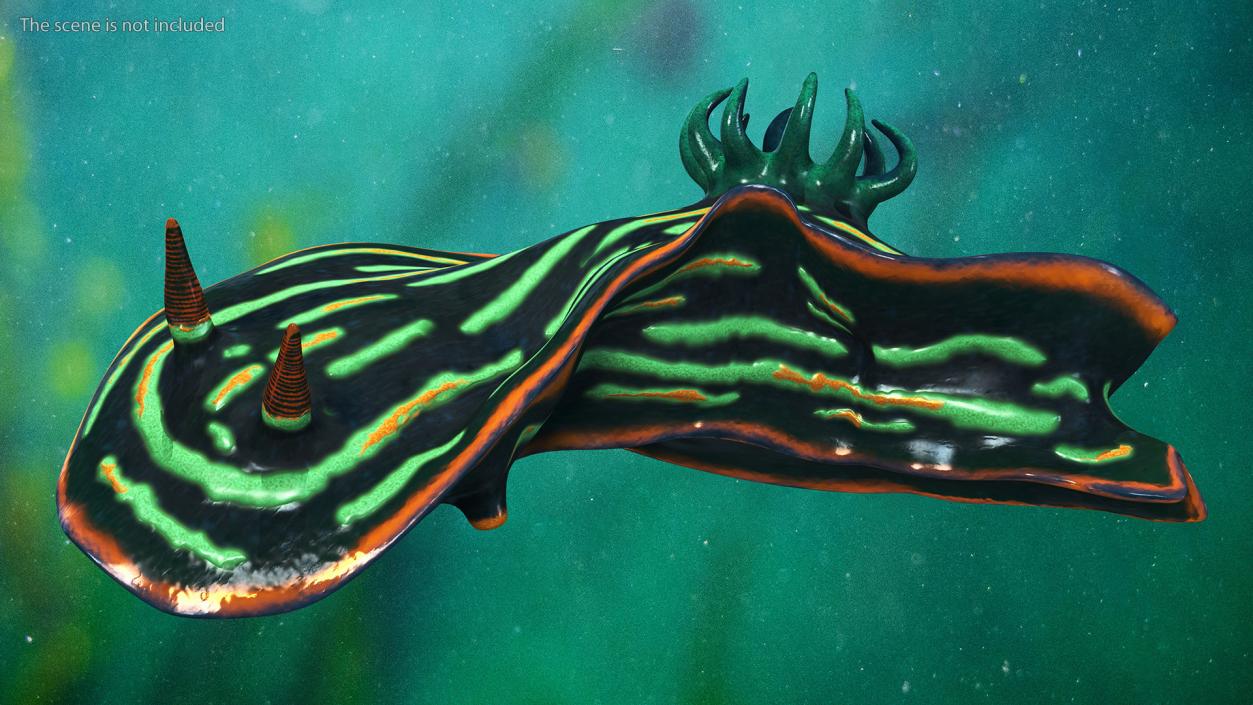 3D Kubaryana Sea Slug model