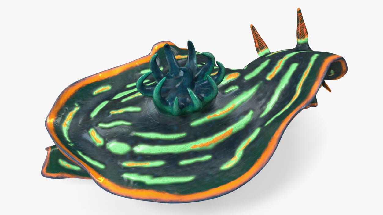 3D Kubaryana Sea Slug model