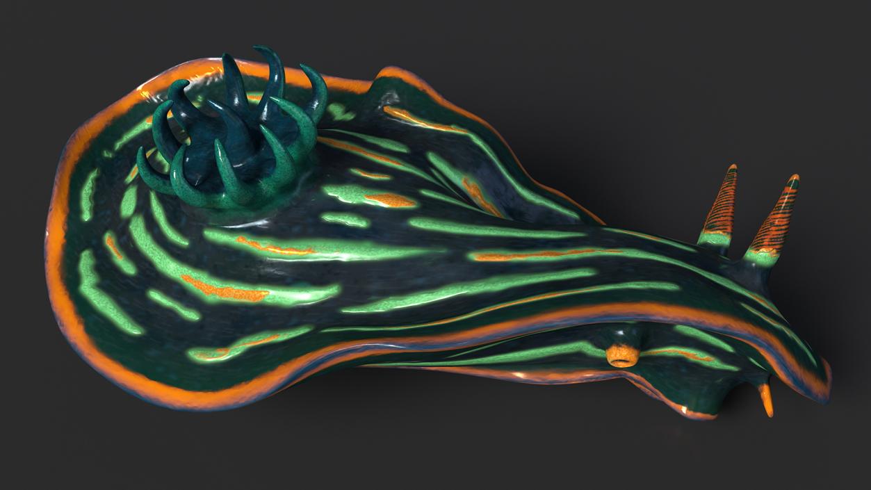 3D Kubaryana Sea Slug model