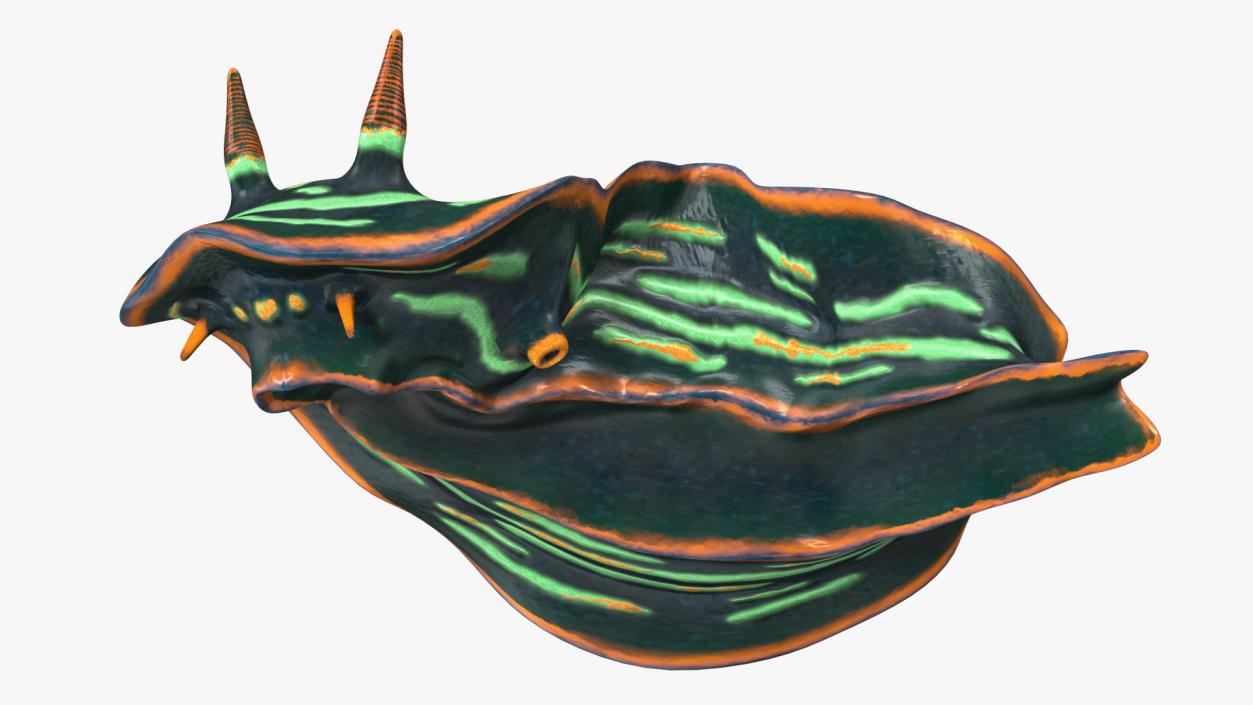 3D Kubaryana Sea Slug model