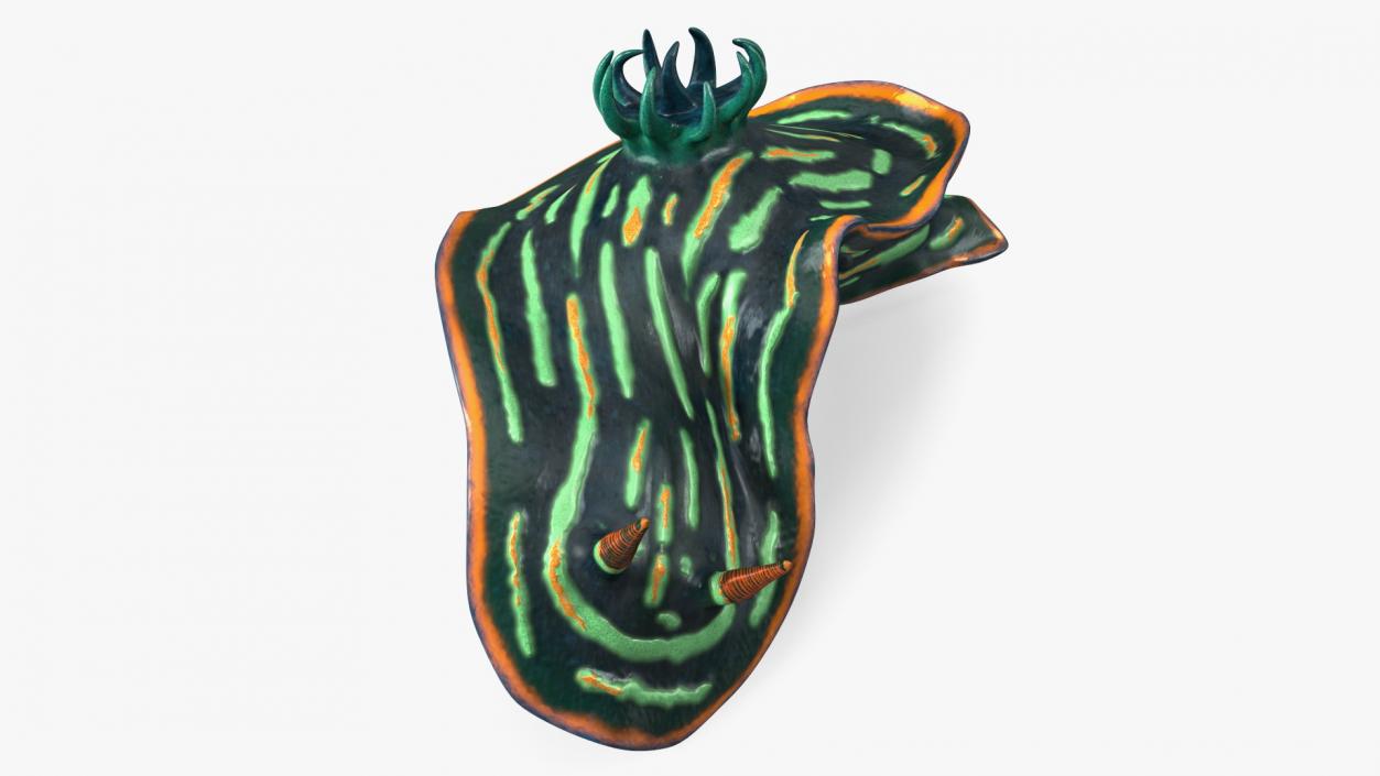 3D Kubaryana Sea Slug model