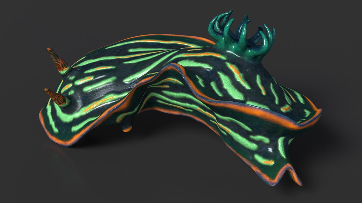 3D Kubaryana Sea Slug model