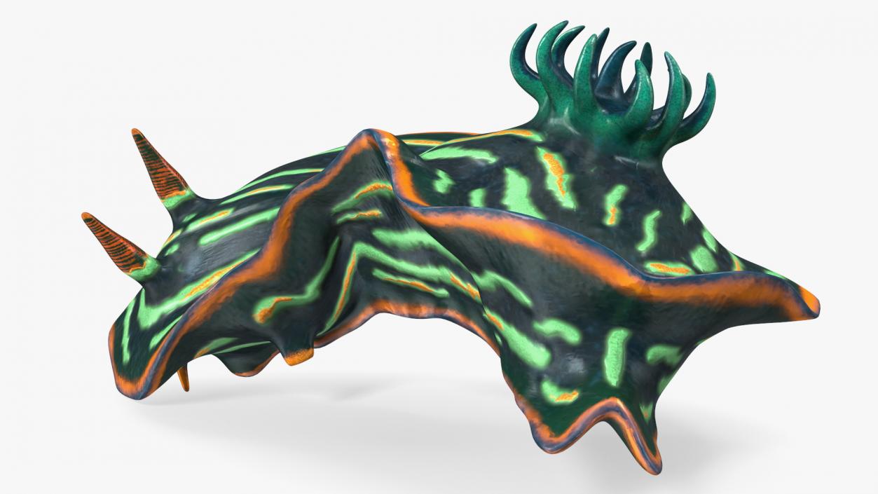 3D Kubaryana Sea Slug model