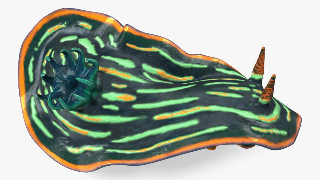 3D Kubaryana Sea Slug model