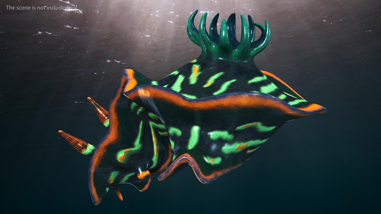 3D Kubaryana Sea Slug model