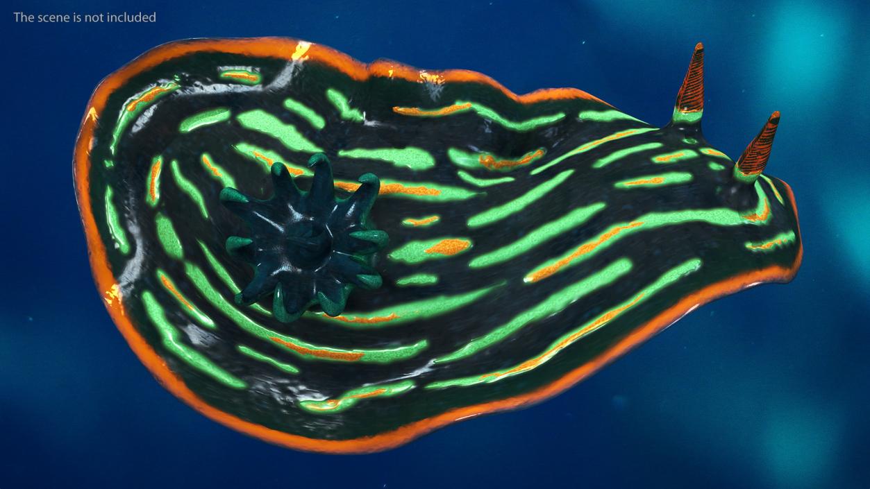 3D Kubaryana Sea Slug model