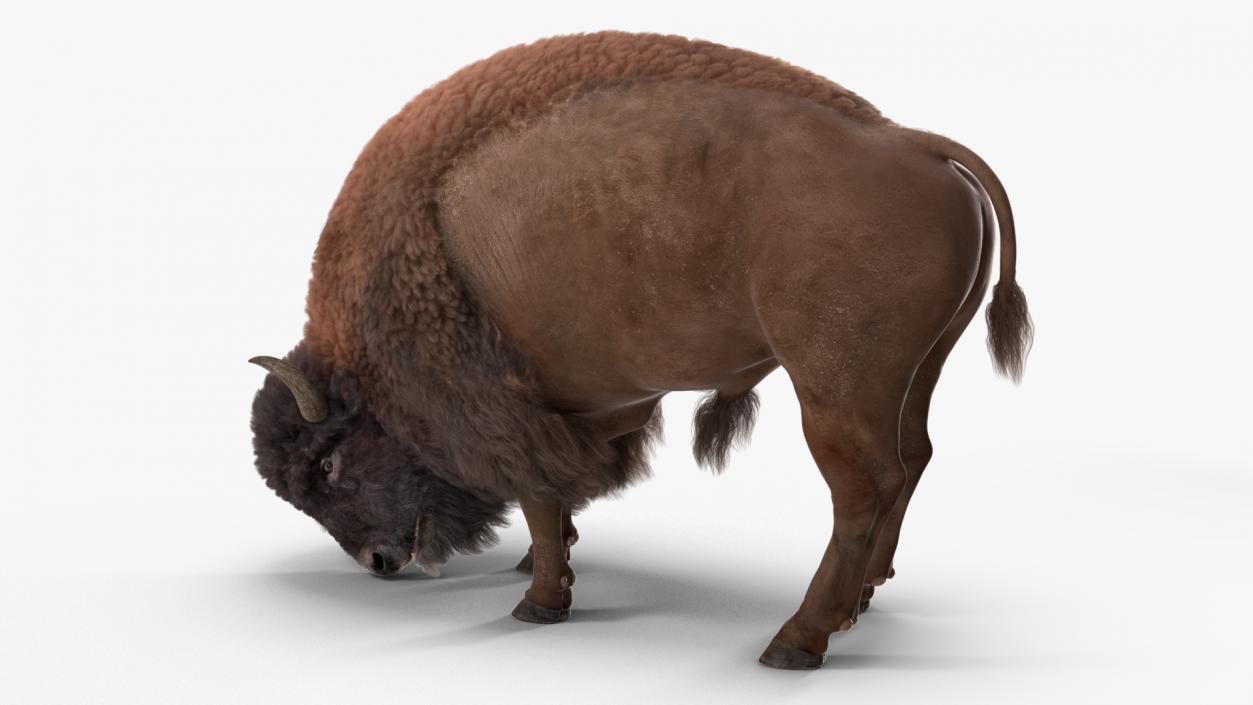 3D model American Bison with Fur Rigged