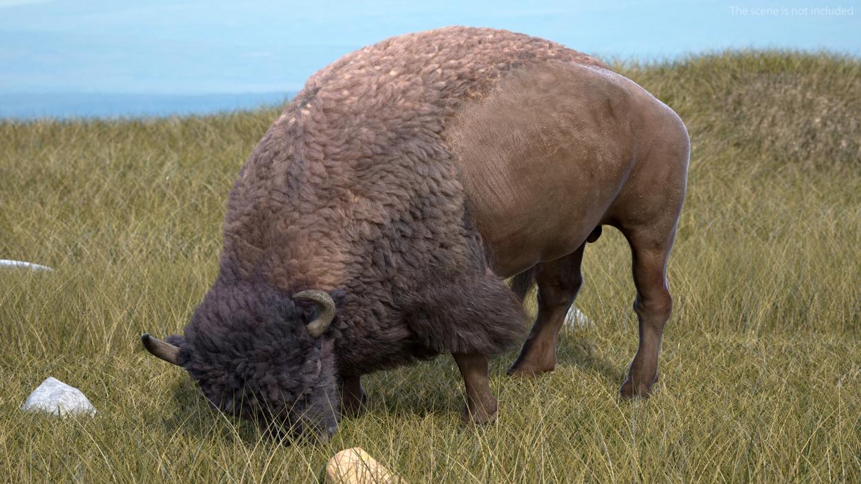 3D model American Bison with Fur Rigged