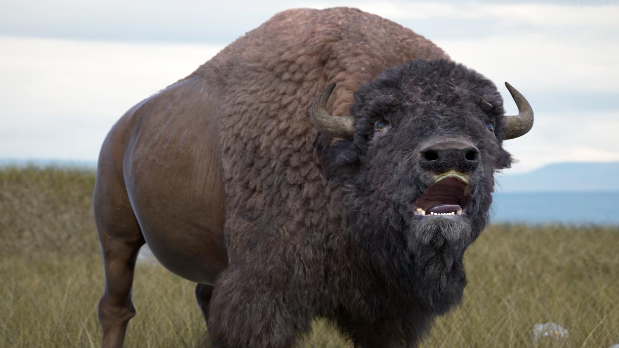 3D model American Bison with Fur Rigged