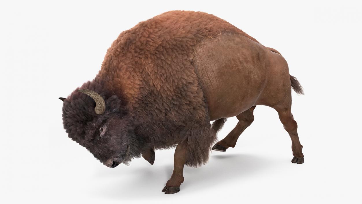 3D model American Bison with Fur Rigged