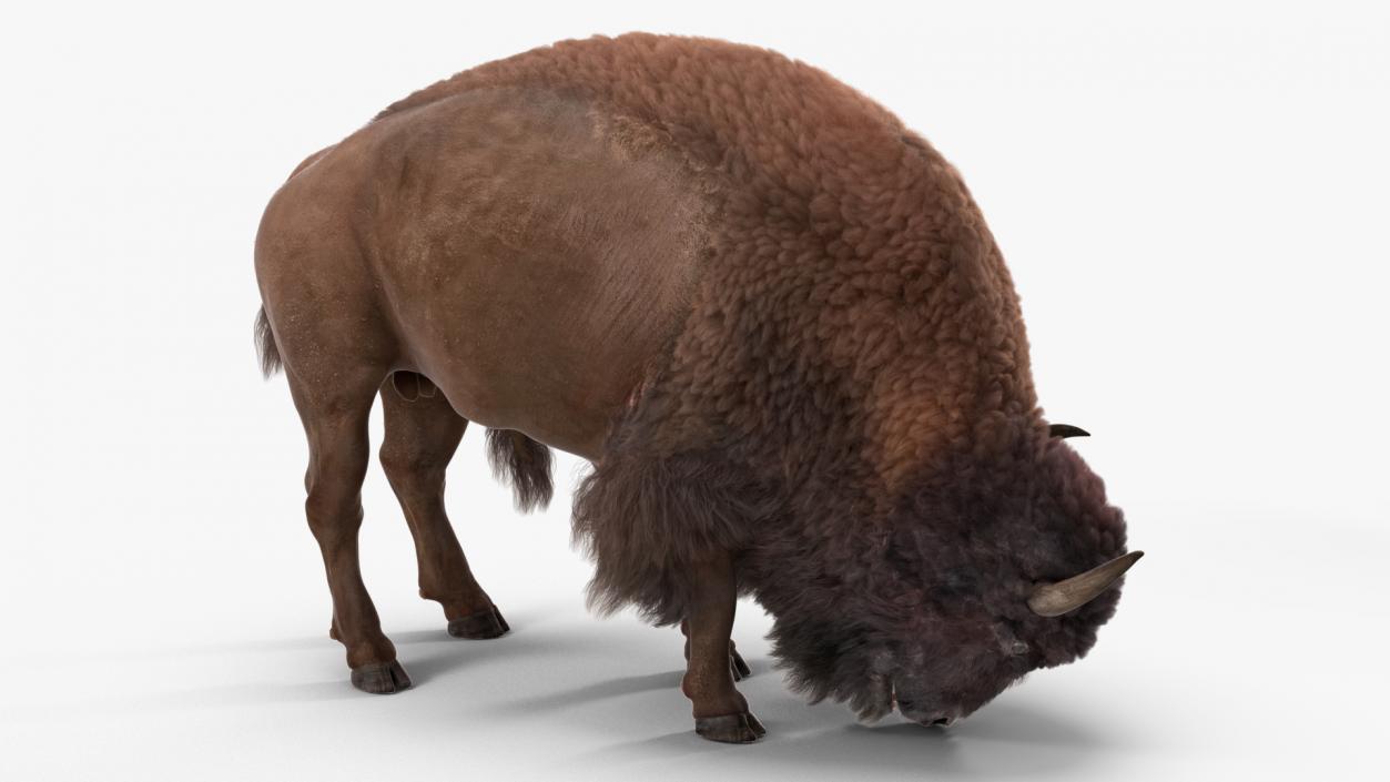 3D model American Bison with Fur Rigged