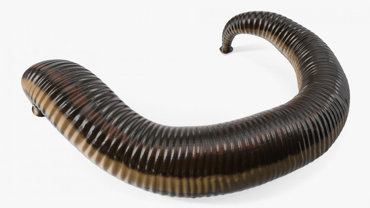 3D Sucking Medicinal Leech model