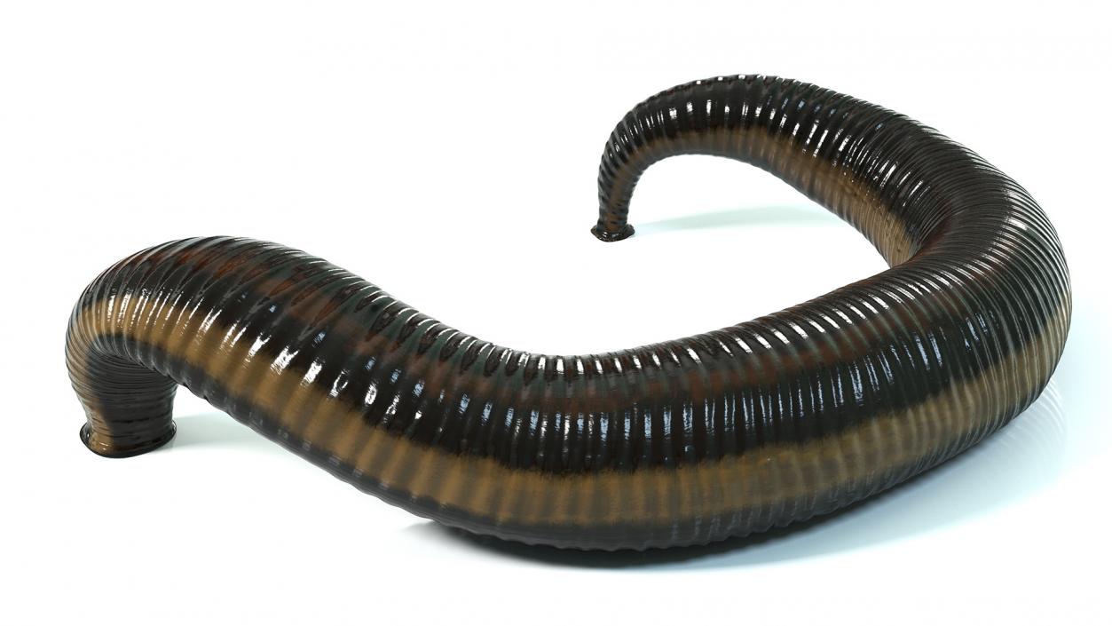 3D Sucking Medicinal Leech model