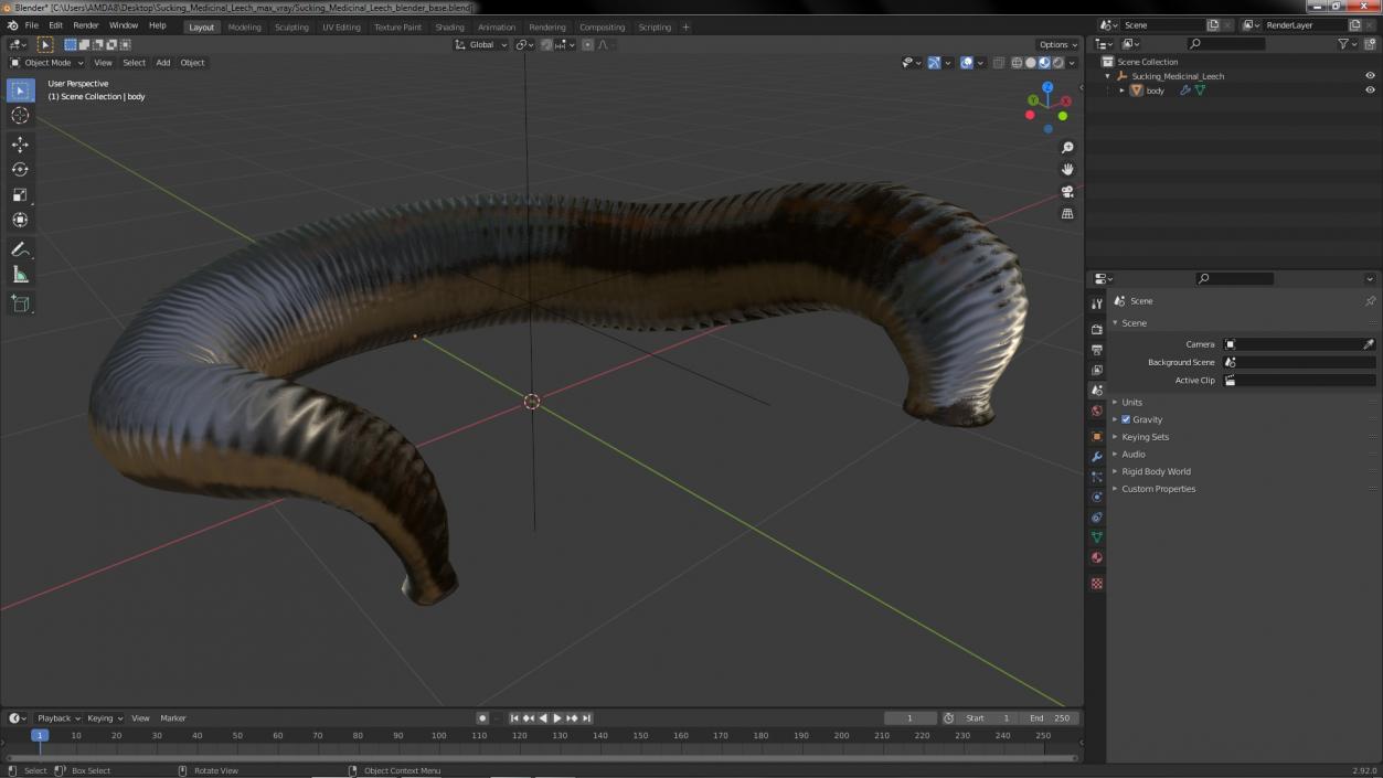 3D Sucking Medicinal Leech model