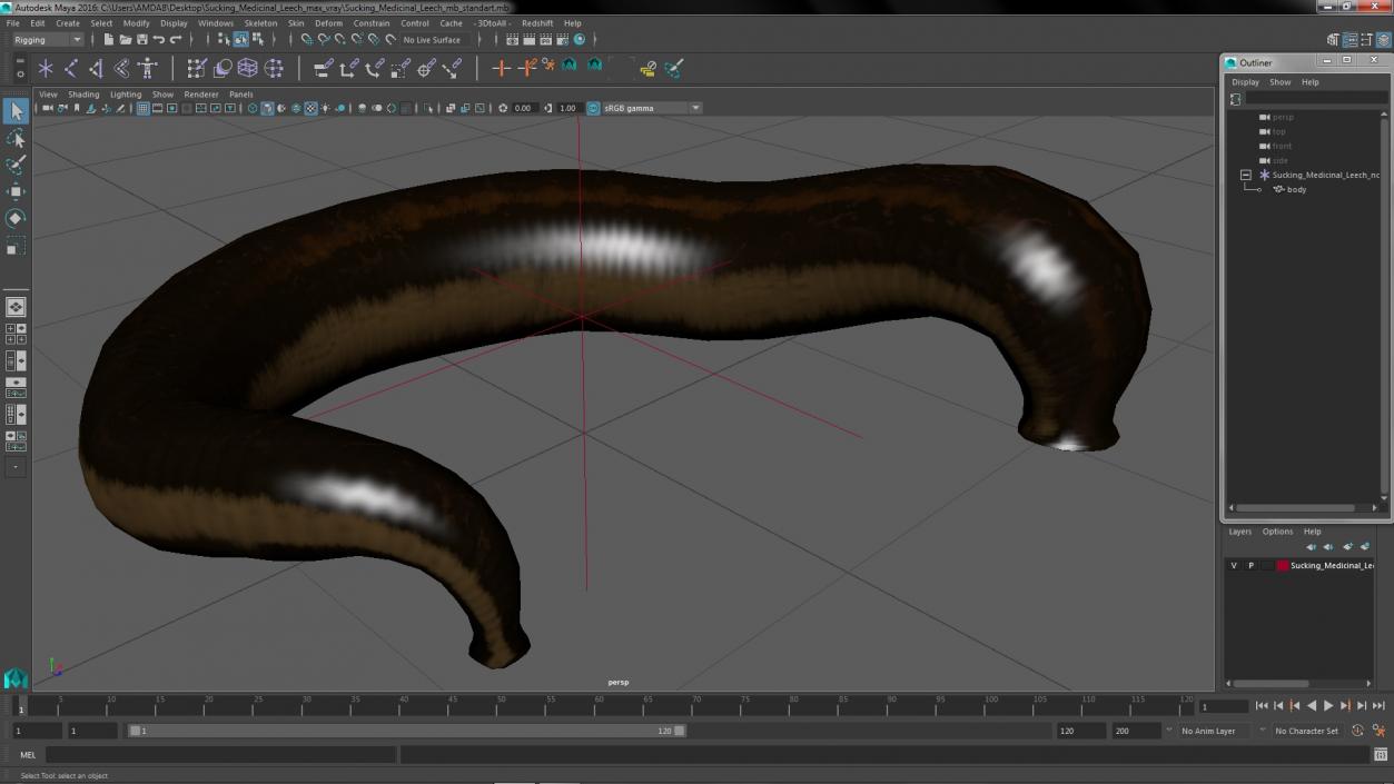 3D Sucking Medicinal Leech model