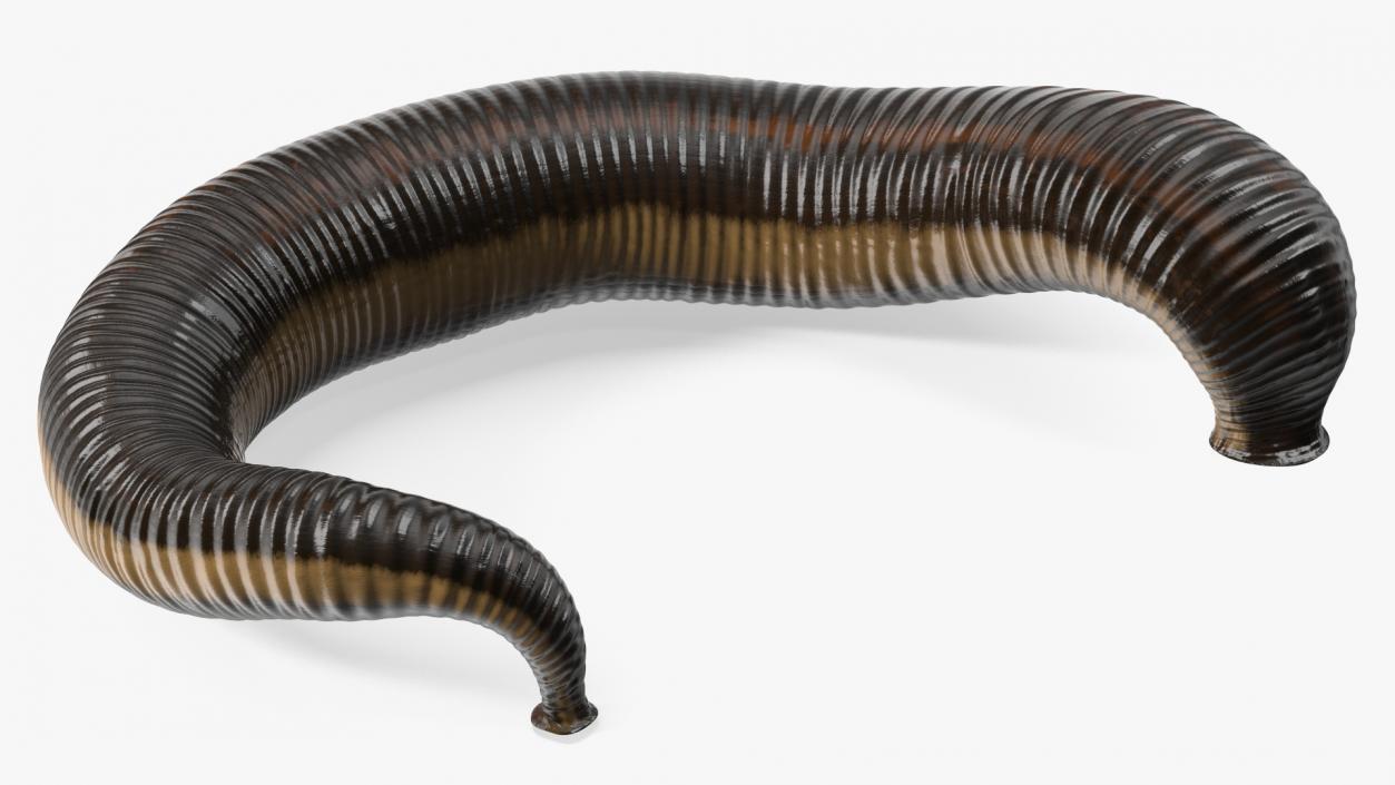 3D Sucking Medicinal Leech model