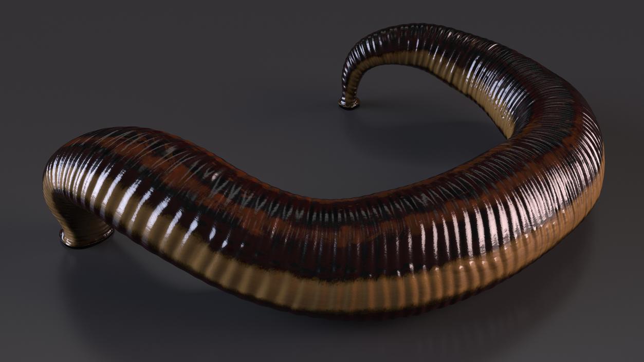 3D Sucking Medicinal Leech model