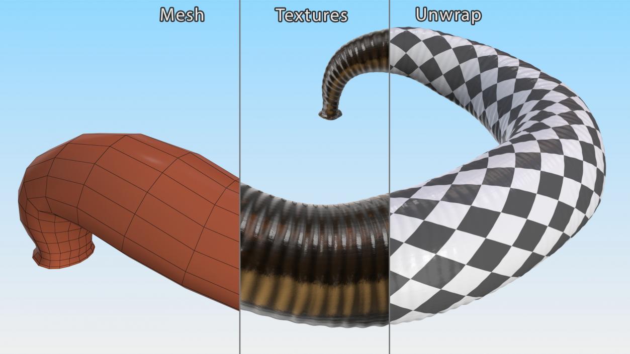 3D Sucking Medicinal Leech model