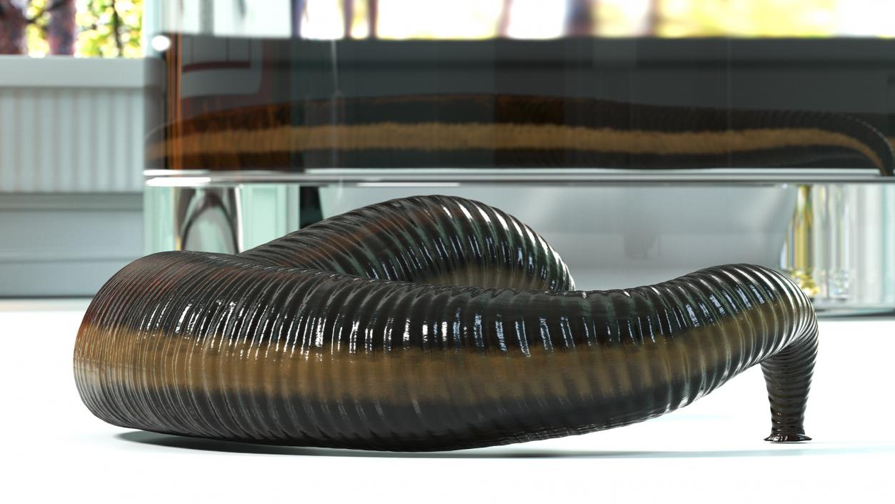 3D Sucking Medicinal Leech model