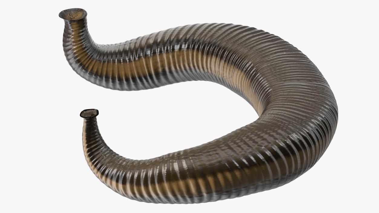 3D Sucking Medicinal Leech model