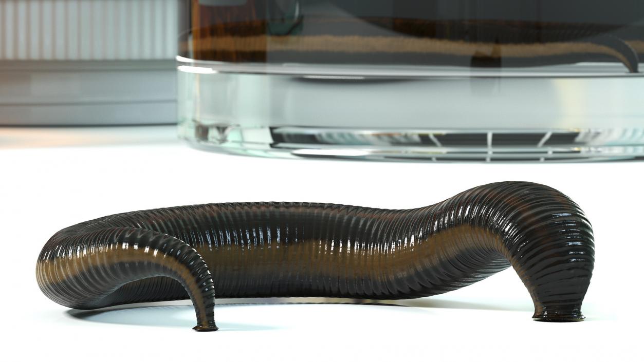 3D Sucking Medicinal Leech model