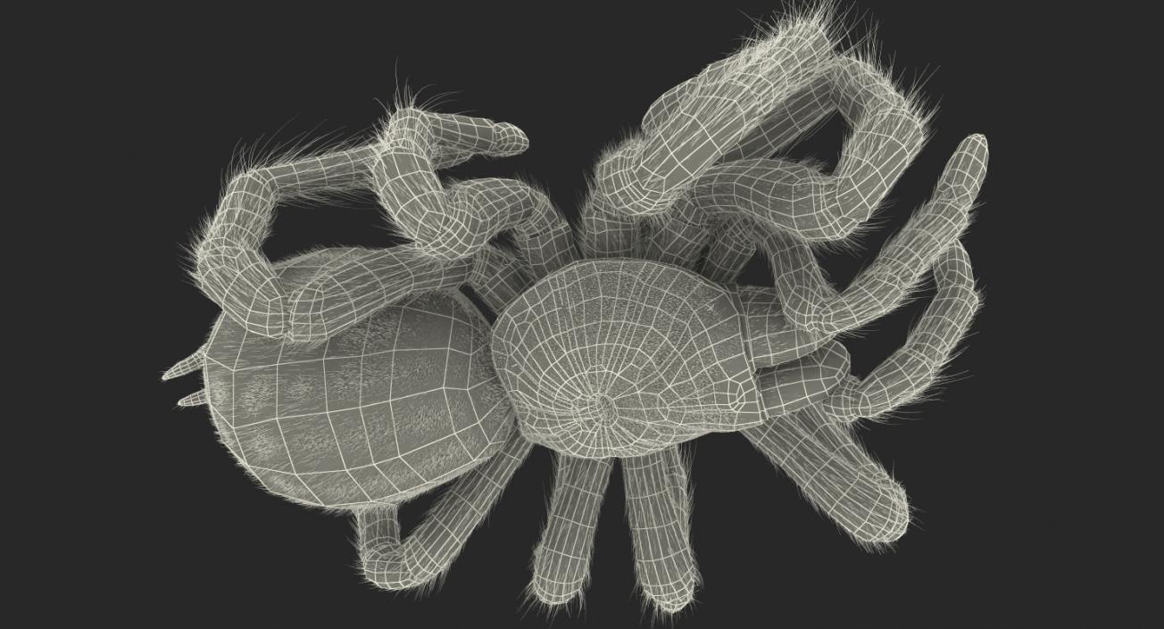 3D Dead Spiders Collection model