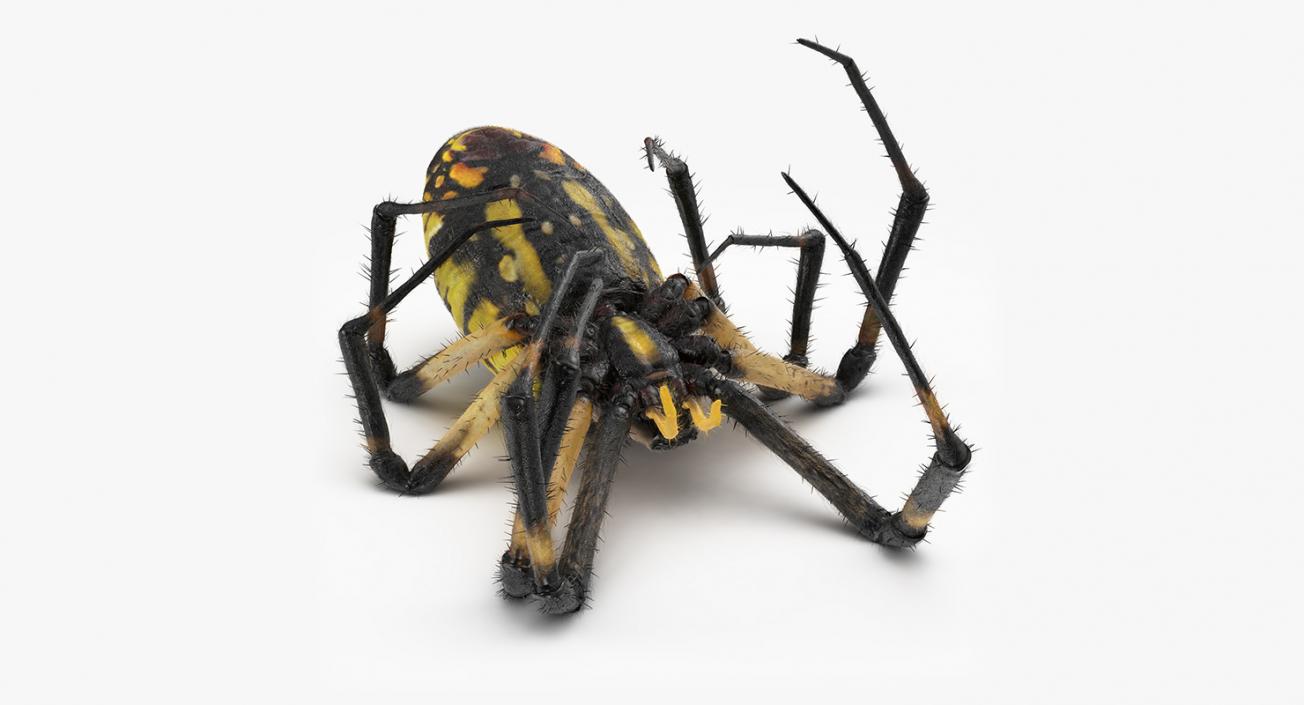 3D Dead Spiders Collection model