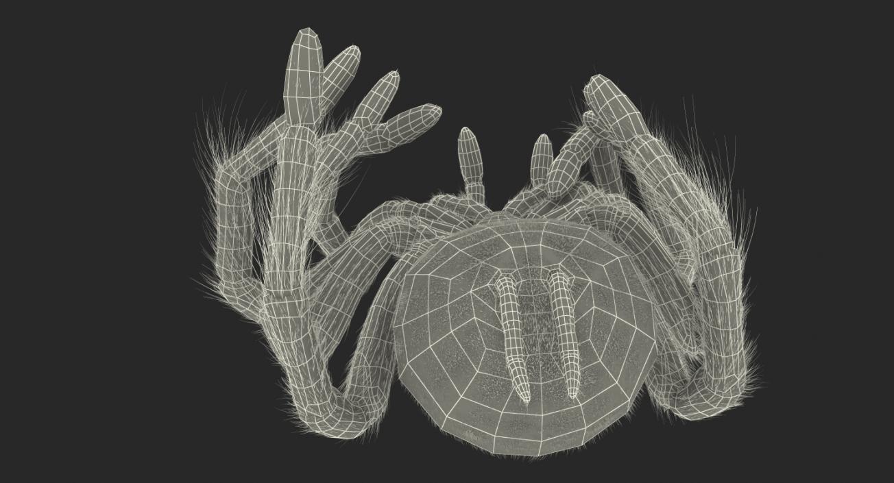 3D Dead Spiders Collection model