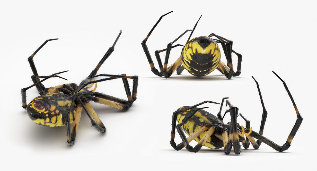 3D Dead Spiders Collection model