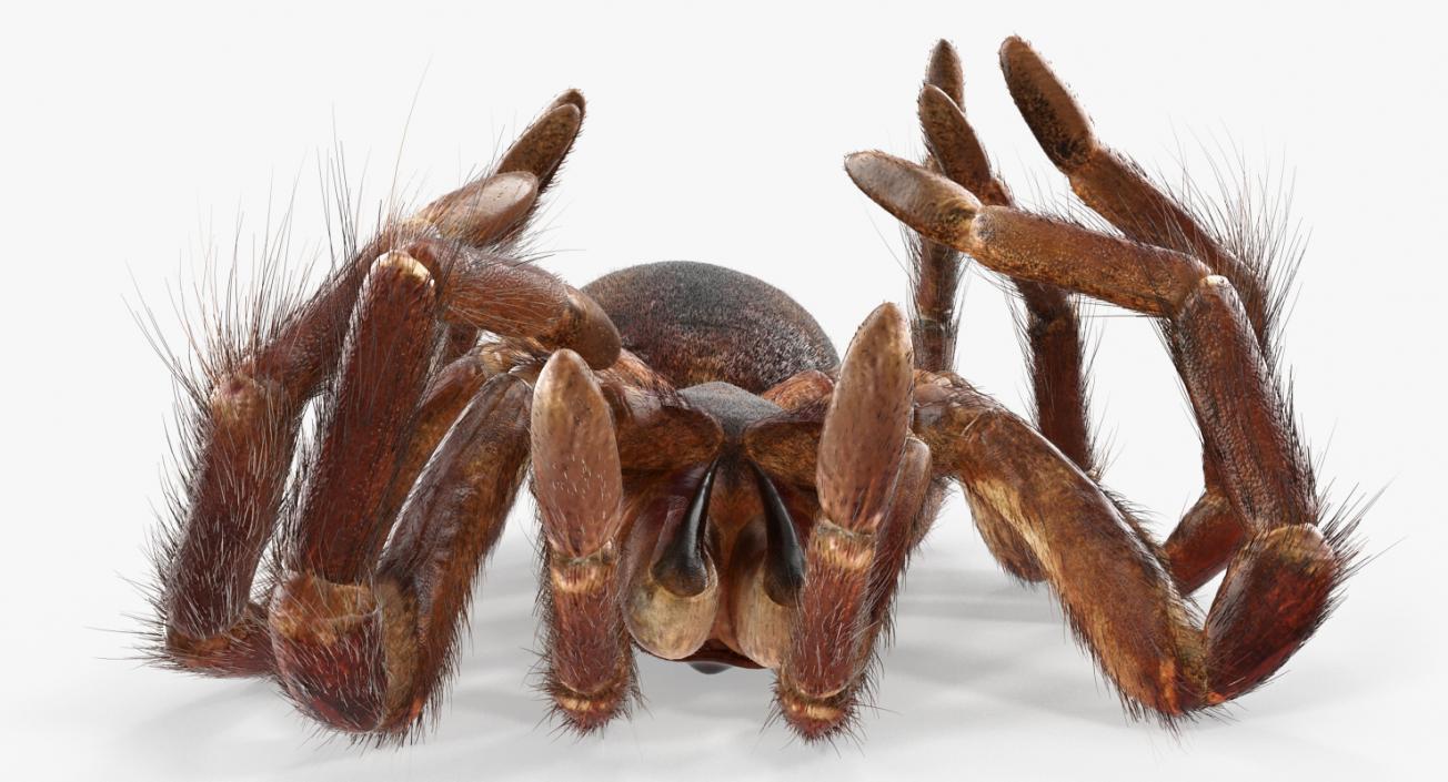 3D Dead Spiders Collection model