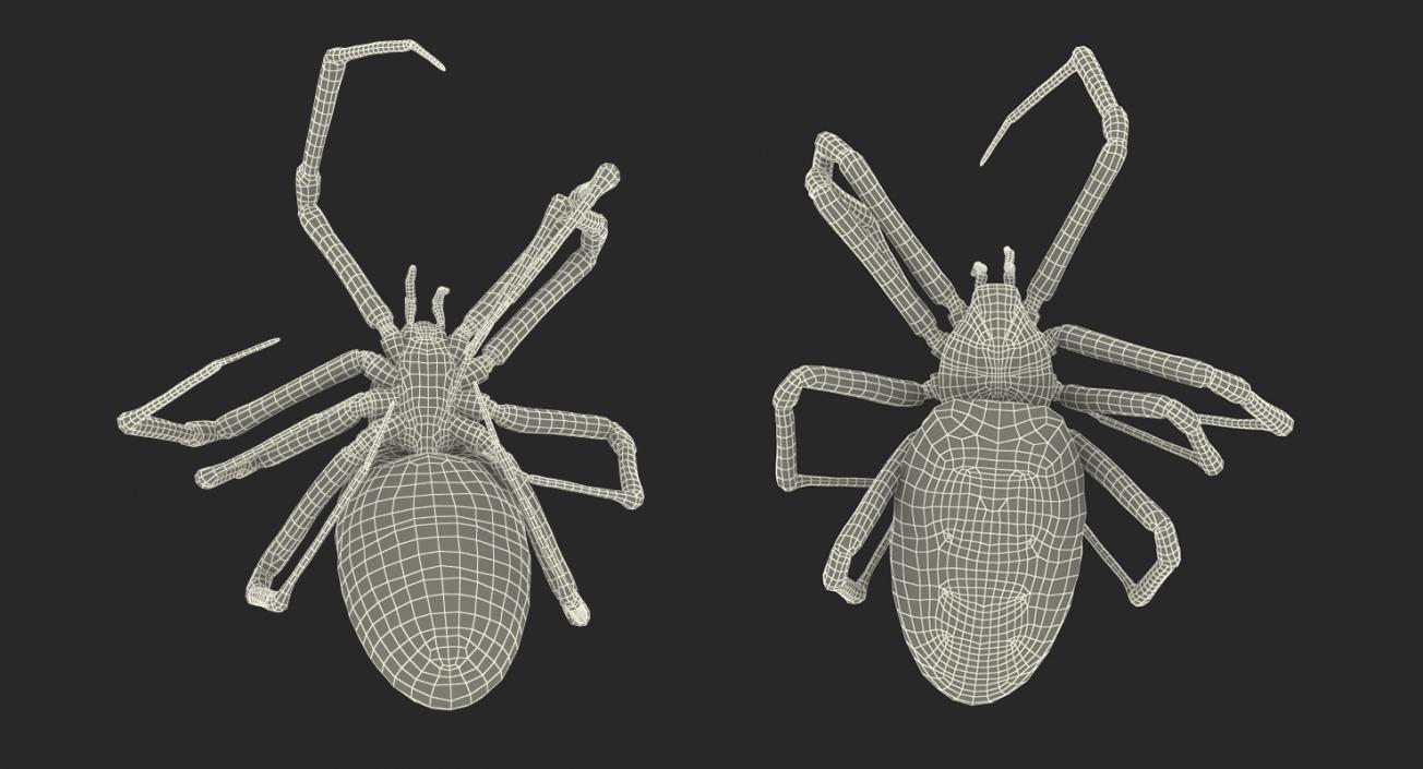 3D Dead Spiders Collection model