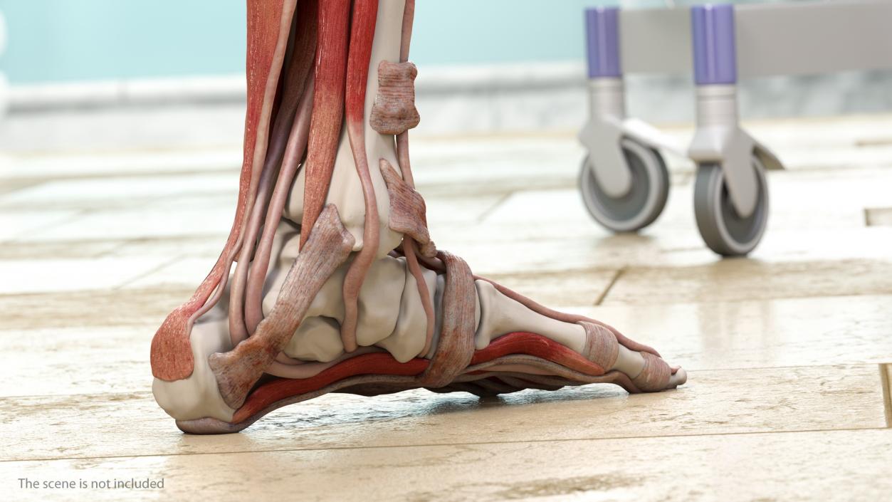 3D Male Leg Muscles and Bones