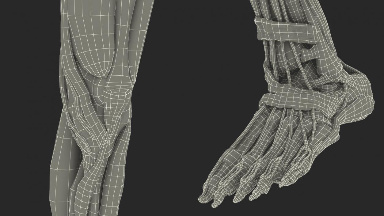 3D Male Leg Muscles and Bones