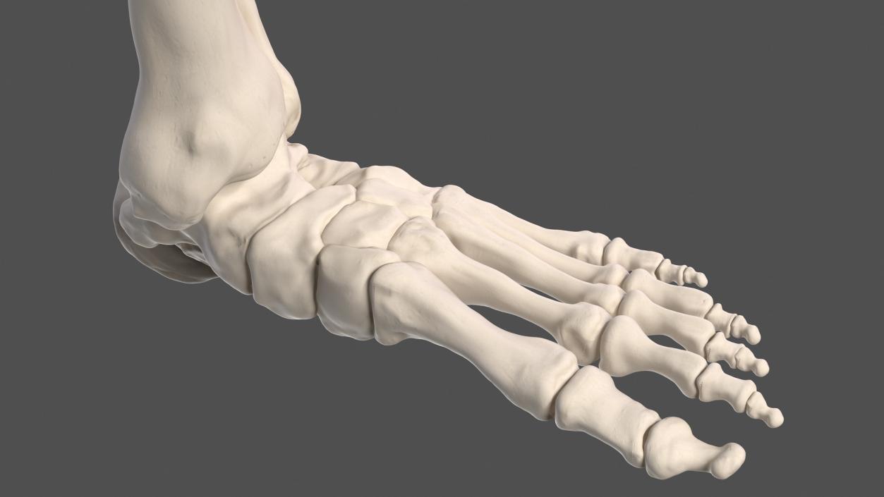 3D Male Leg Muscles and Bones