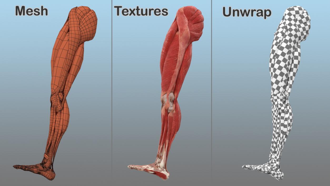 3D Male Leg Muscles and Bones