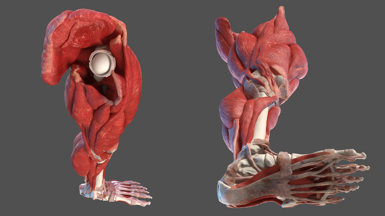 3D Male Leg Muscles and Bones