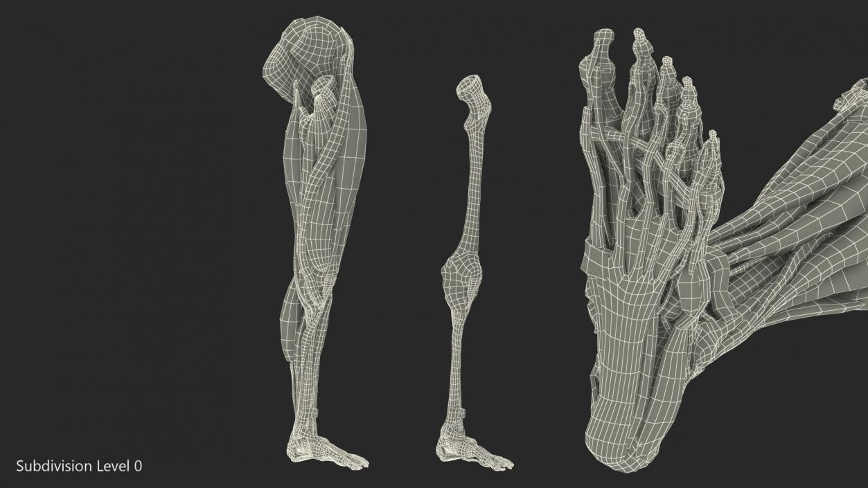 3D Male Leg Muscles and Bones