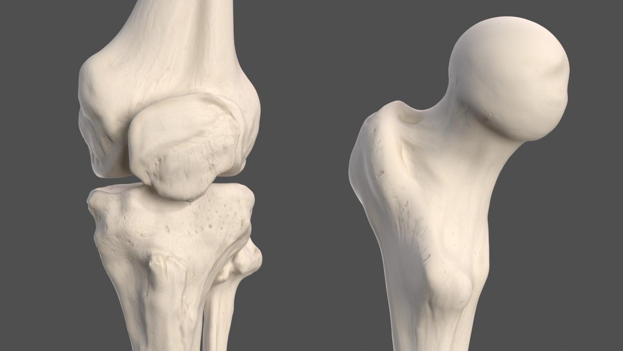 3D Male Leg Muscles and Bones