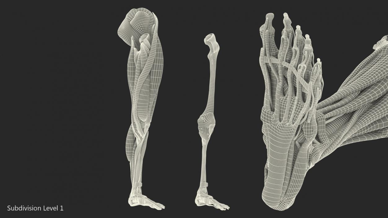 3D Male Leg Muscles and Bones