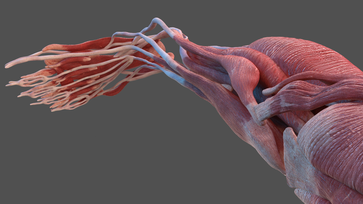 3D Male Leg Muscles and Bones