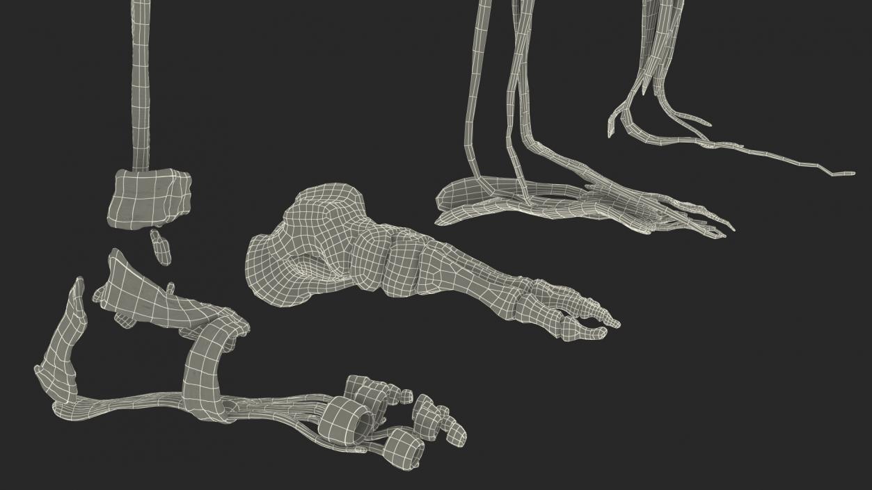 3D Male Leg Muscles and Bones