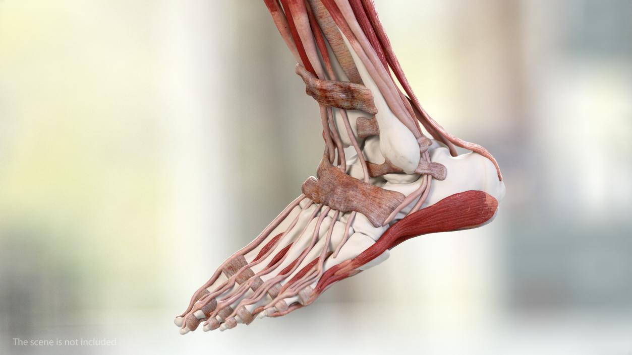 3D Male Leg Muscles and Bones