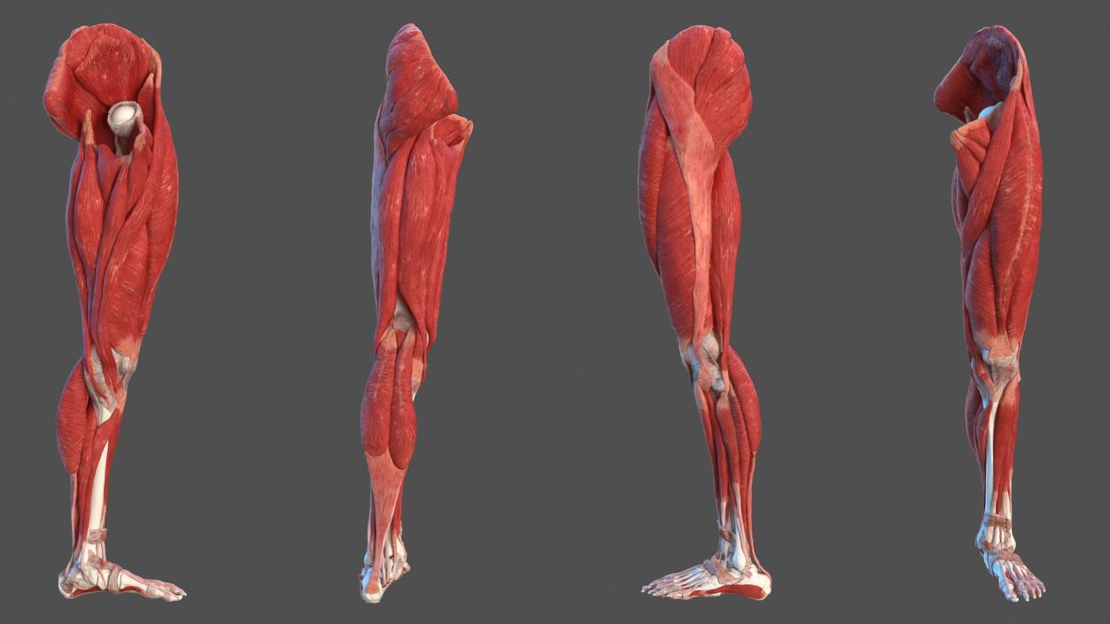 3D Male Leg Muscles and Bones