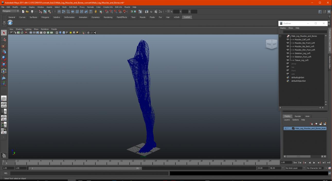 3D Male Leg Muscles and Bones