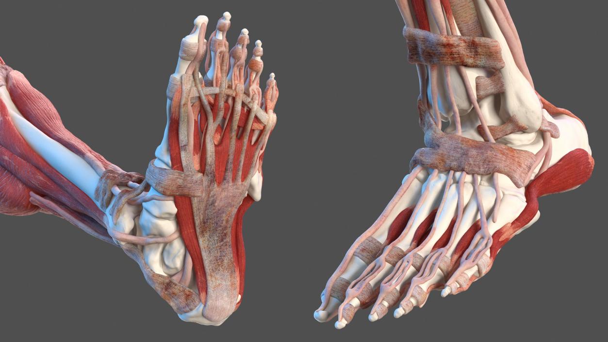 3D Male Leg Muscles and Bones