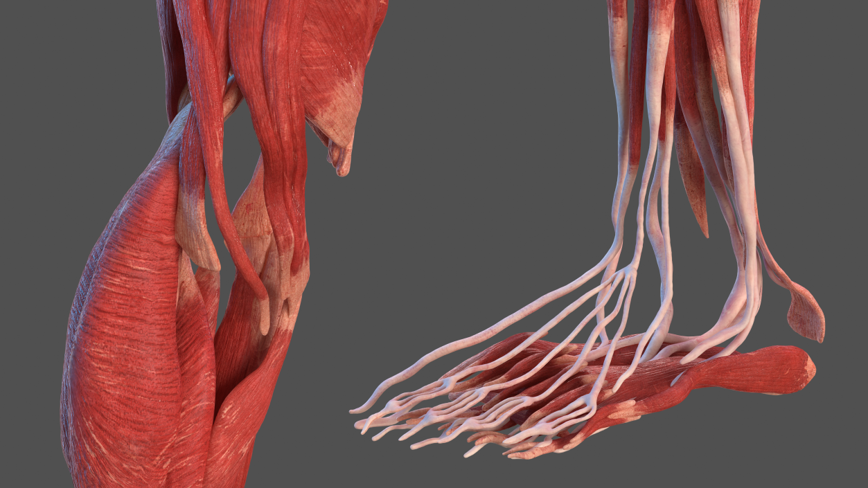 3D Male Leg Muscles and Bones