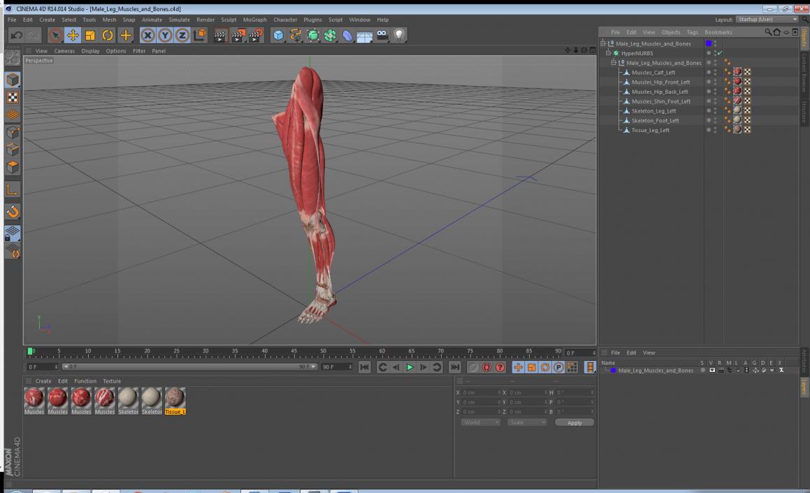 3D Male Leg Muscles and Bones